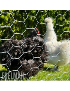 POULE grillage 10m  H150cm... 2